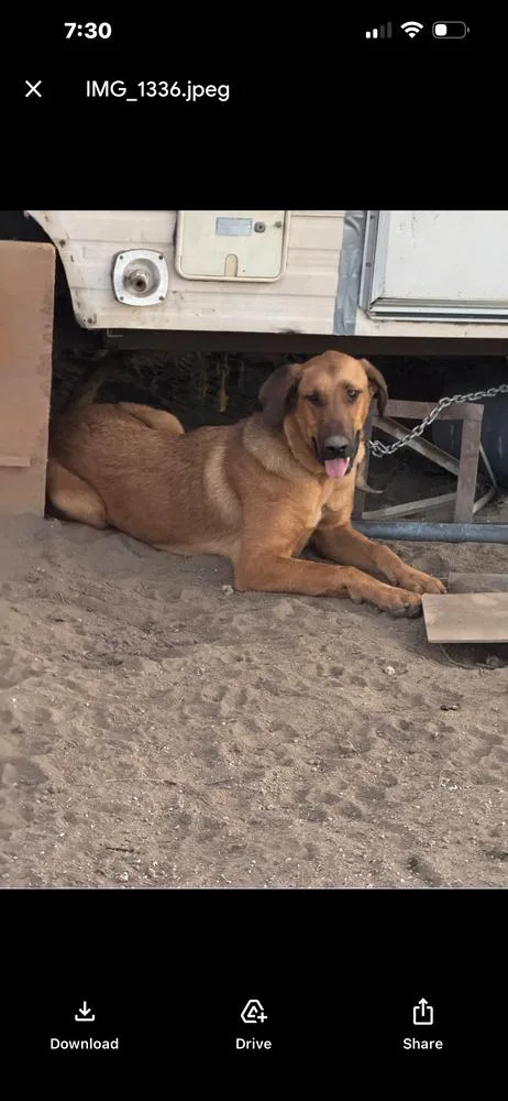 A young large-sized female Anatolian Shepherd dog named Not So Tiny for adoption in San Diego, CA