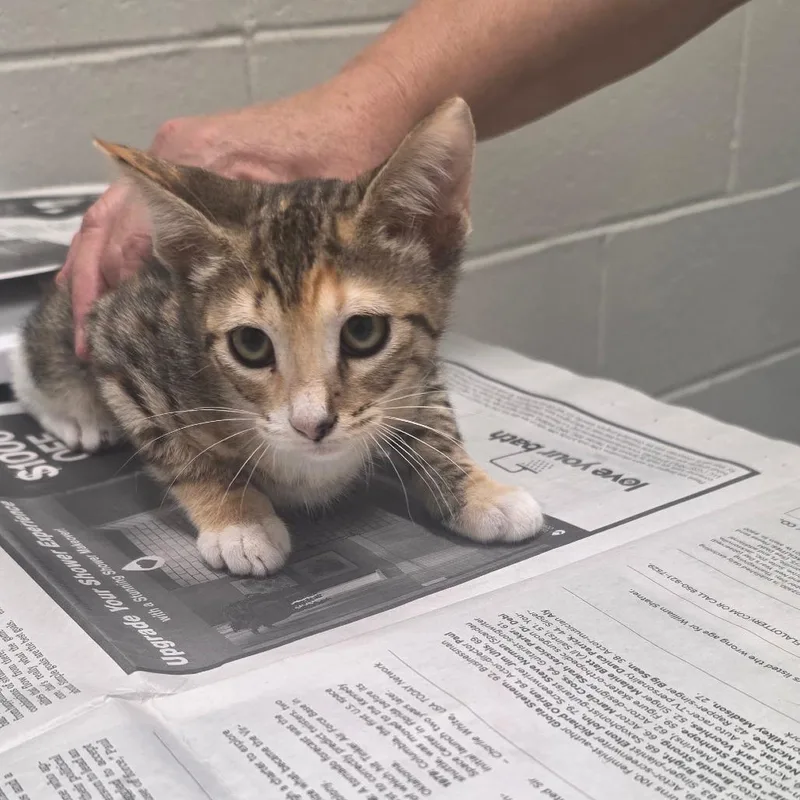A baby small-sized female Calico Domestic Short Hair cat named Dina for adoption in Jacksonville, FL