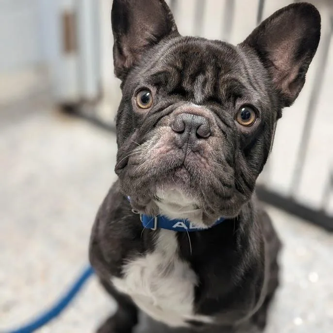 A young medium-sized male Mixed Breed dog named Bear for adoption in West Olive, MI