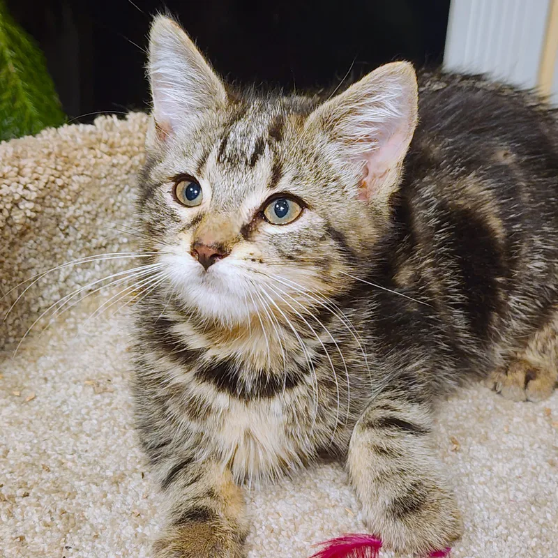 A baby medium-sized female White Bengal cat named Guinevere Bengal Queen for adoption in Danbury, CT