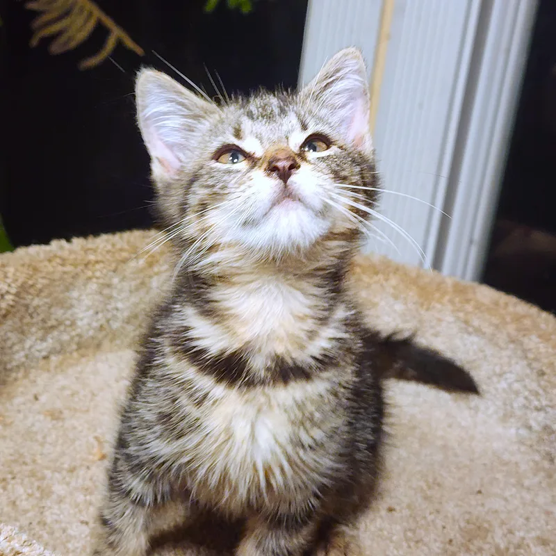 Guinevere  Bengal Queen thumbnail 2