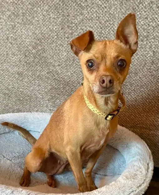 An adult small-sized female Chihuahua dog named Jacinta for adoption in Brooklyn Center, MN