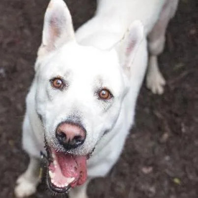 A senior large-sized male White / Cream Shepherd dog named Banks for adoption in Point Richmond, CA