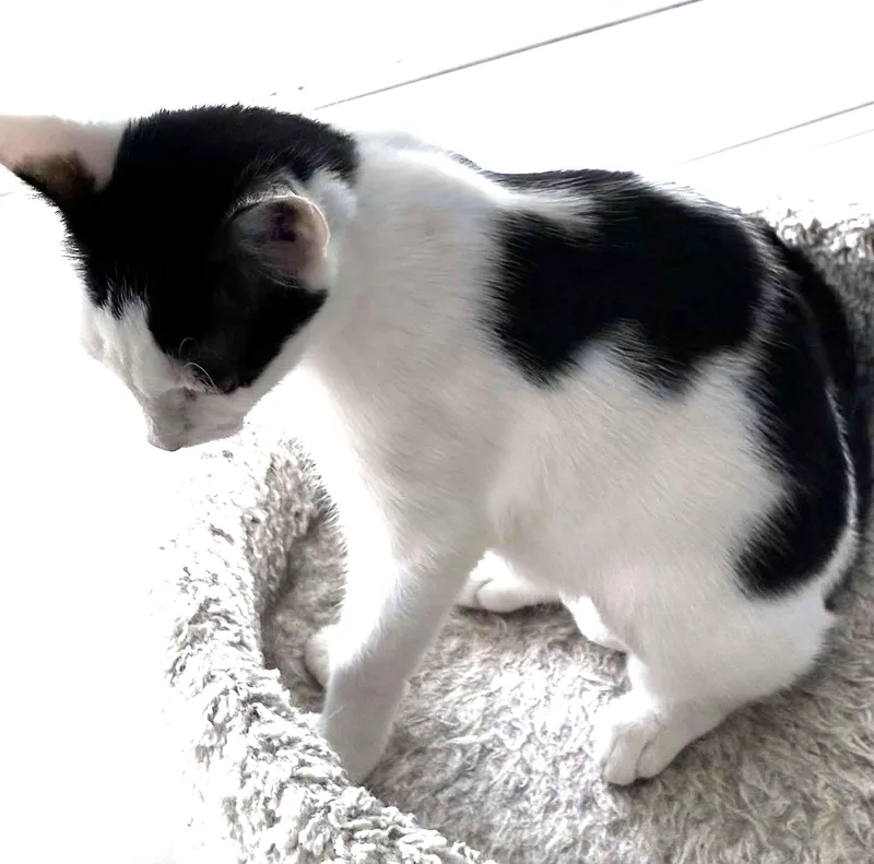 A young medium-sized female Black & White / Tuxedo Domestic Short Hair cat named Jazzie for adoption in Greenville, NC