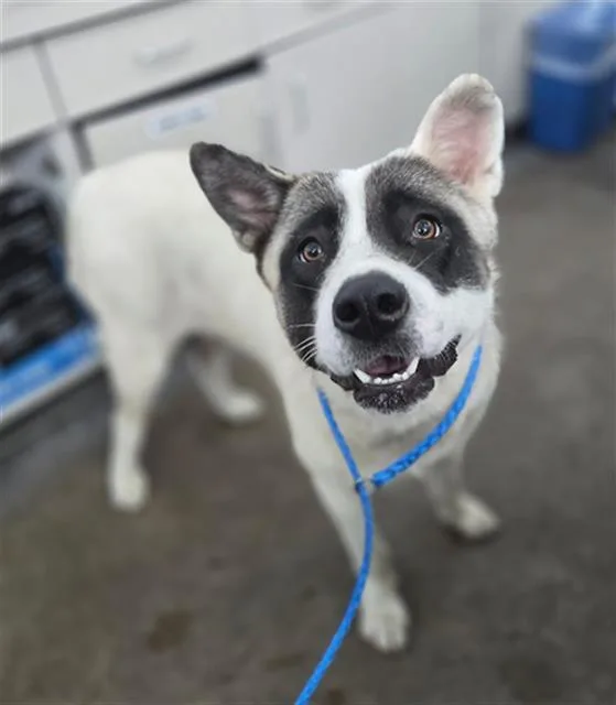 A young large-sized female Mixed Breed dog named Delilah for adoption in Dallas, TX