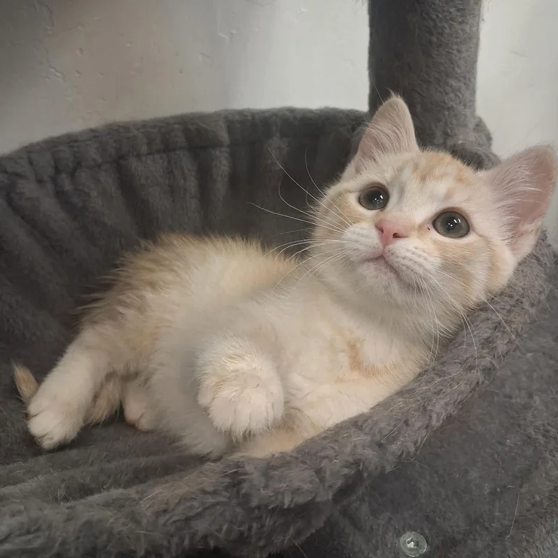 A young small-sized female Cream / Ivory Domestic Short Hair cat named Chanel for adoption in Roosevelt, UT