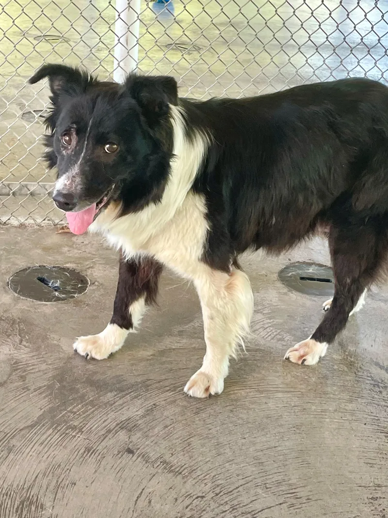 A senior medium-sized female Black Border Collie dog named Harriet for adoption in Edinburg, VA
