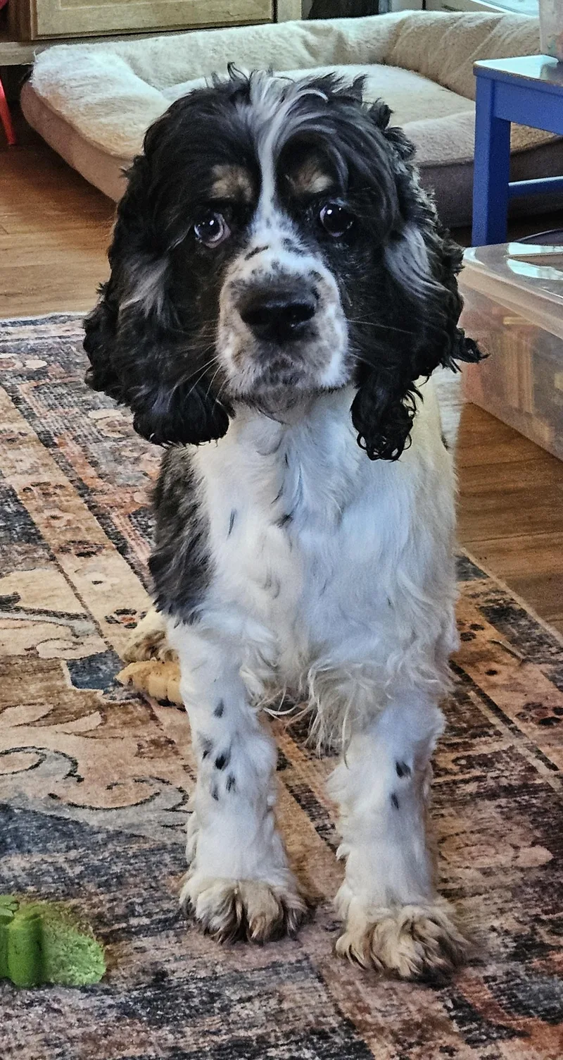 A young small-sized male Tricolor (Brown, Black, & White) Cocker Spaniel dog named Cassel for adoption in Martinsville, IN