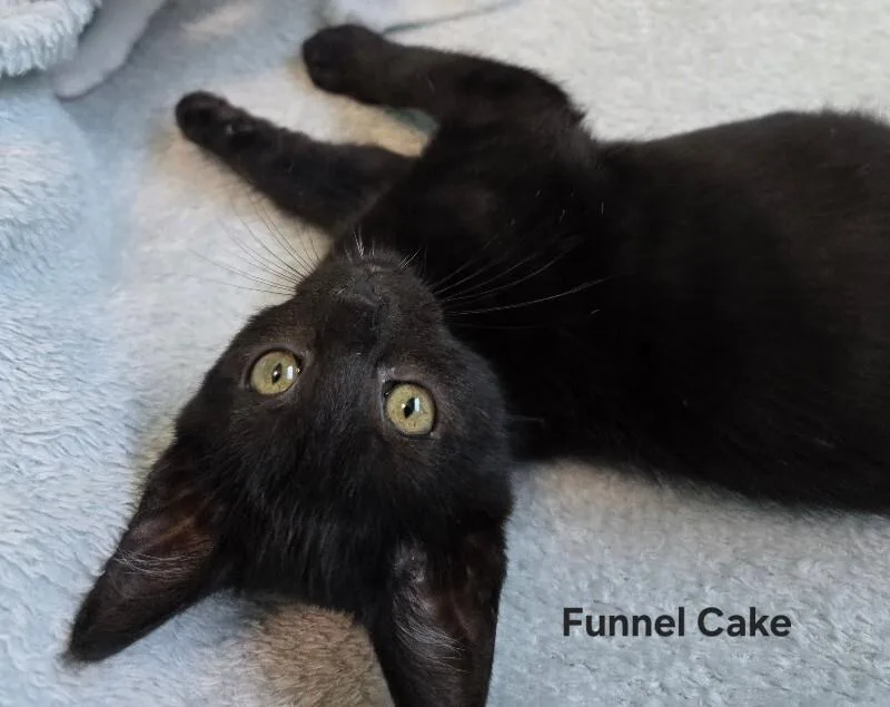 Funnel Cake thumbnail 2