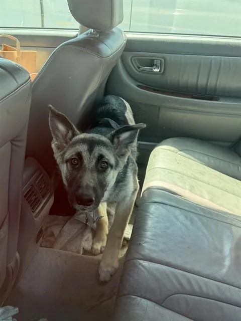 A young large-sized female German Shepherd Dog dog named Perdita for adoption in Stockton, CA