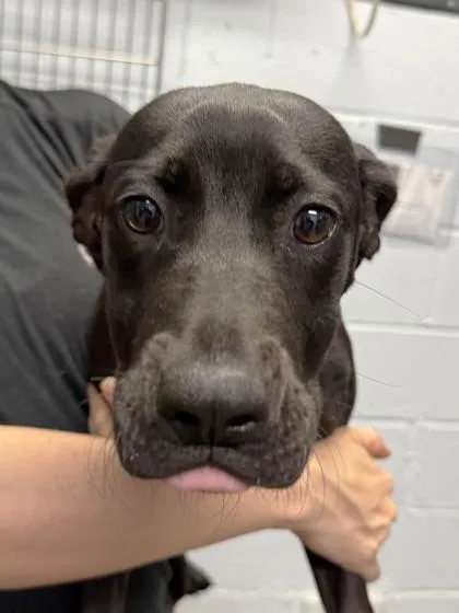A baby medium-sized female Labrador Retriever dog named Venli for adoption in Cumming, GA