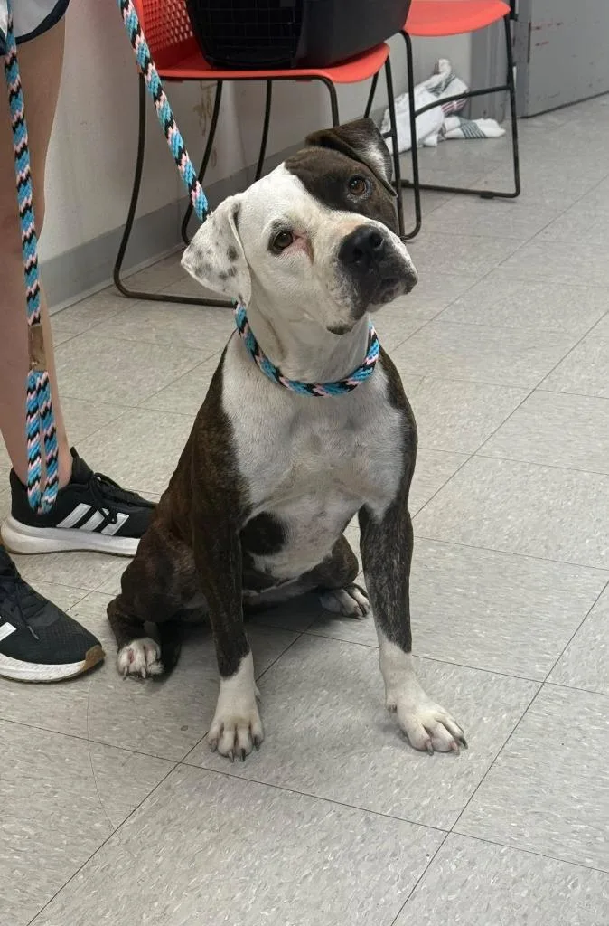 An adult medium-sized female Staffordshire Bull Terrier dog named Rhea for adoption in Sorrento, LA