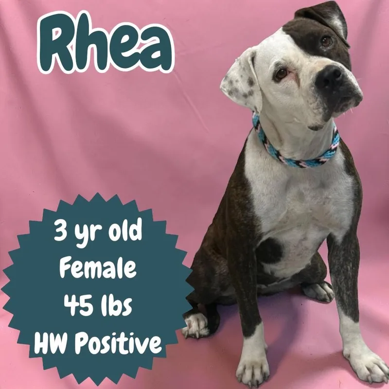 Rhea thumbnail 2