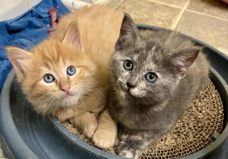 A baby small-sized female Buff / Tan / Fawn Domestic Short Hair cat named Tami for adoption in Henrico, VA