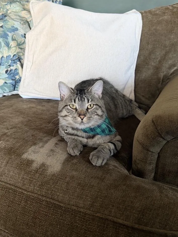 An adult large-sized male Domestic Short Hair cat named Toffee for adoption in Ferndale, MI