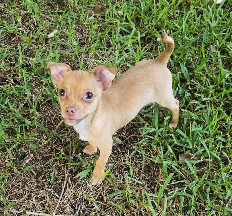 A baby small-sized male Golden Chihuahua dog named Charlie for adoption in Anderson, SC