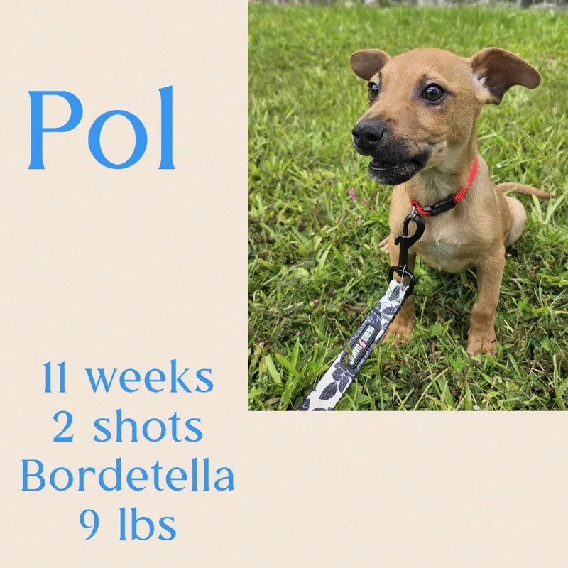 Pol