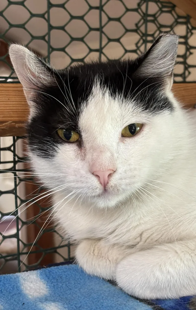 An adult medium-sized female Domestic Short Hair cat named Eris for adoption in Beacon, NY