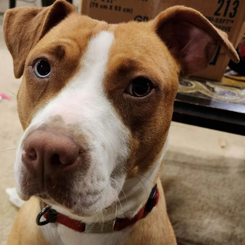 Penelope thumbnail 3