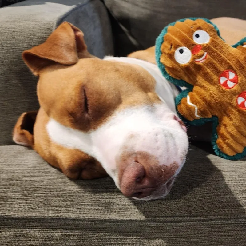 Penelope thumbnail 4