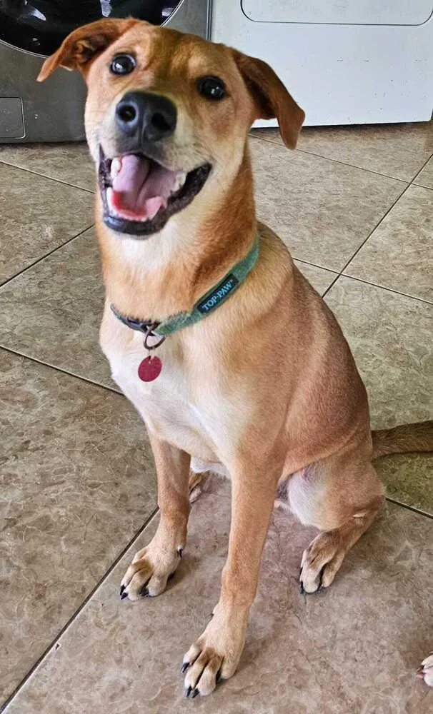 A young medium-sized male Brown / Chocolate Labrador Retriever dog named Bambam for adoption in Naranjito, PR