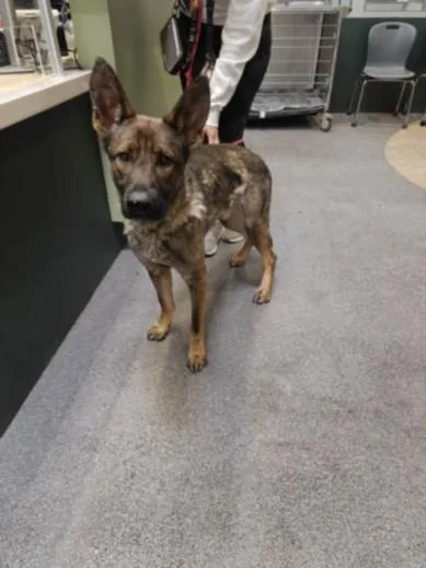 An adult large-sized male German Shepherd Dog dog named Burger for adoption in Los Angeles, CA