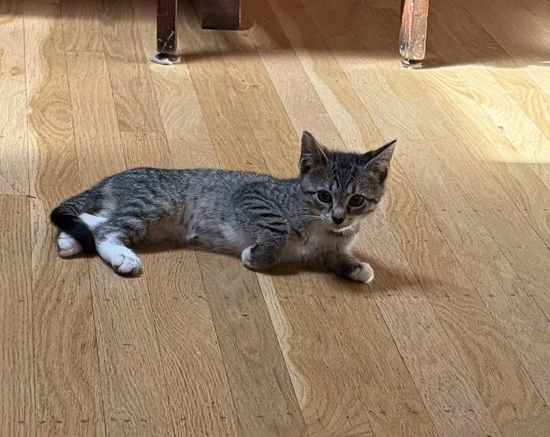 A baby medium-sized female Domestic Short Hair cat named Pinky  Willow Grove for adoption in Greenville, DE
