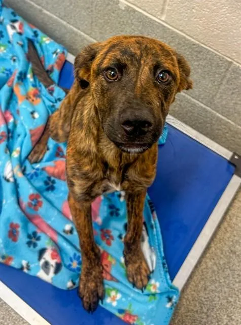 A young medium-sized male Pit Bull Terrier dog named Lars for adoption in Statesville, NC