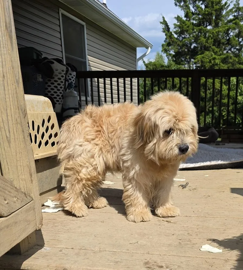 Odie Tzu thumbnail 2