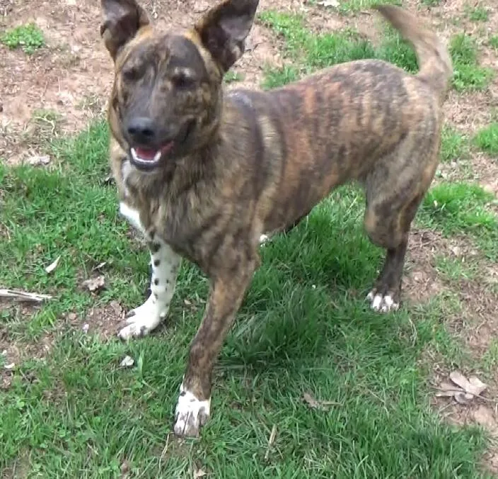 Brutus Doofus thumbnail 4