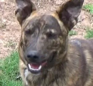 Brutus Doofus thumbnail 6