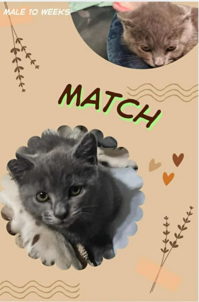 A baby small-sized male Domestic Short Hair cat named Match for adoption in Blountville, TN