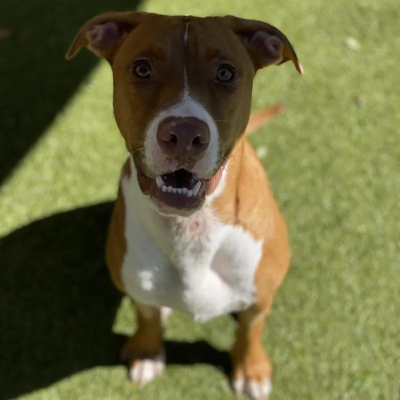 An adult large-sized male Yellow / Tan / Blond / Fawn Mixed Breed dog named Tito for adoption in Titusville, FL
