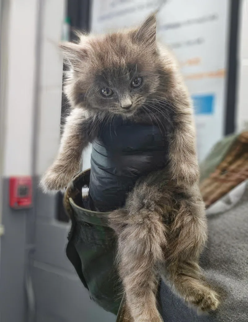 A baby medium-sized female Domestic Medium Hair cat named Mochi for adoption in Nashville, TN