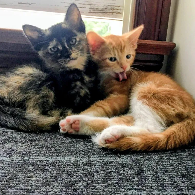 A baby small-sized female Tortoiseshell Domestic Short Hair cat named Dory for adoption in Medina, OH