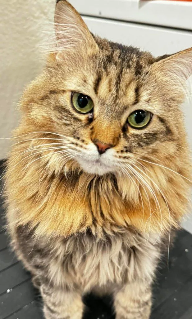 Harriet