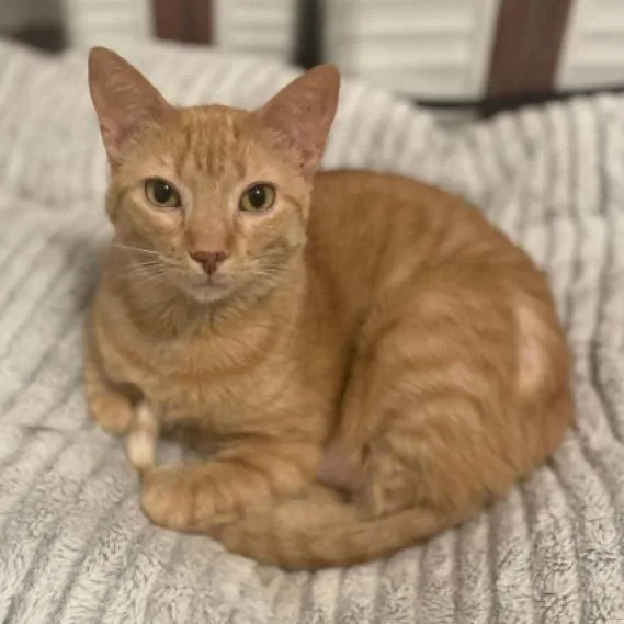 An adult large-sized female Orange / Red Domestic Short Hair cat named Clementine for adoption in Middleton, WI