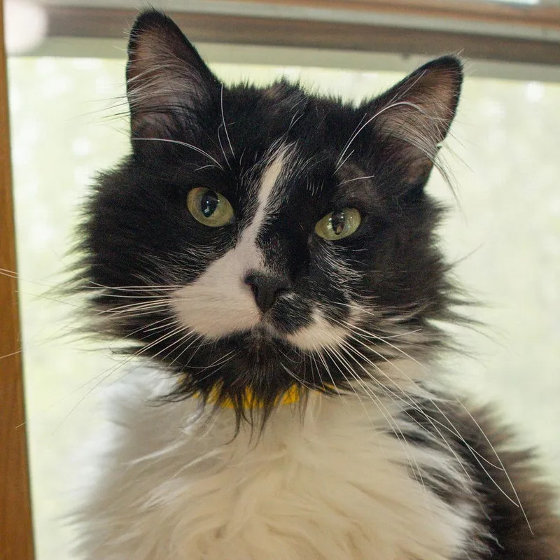 An adult medium-sized male Black Domestic Long Hair cat named Starman for adoption in Brimfield, MA