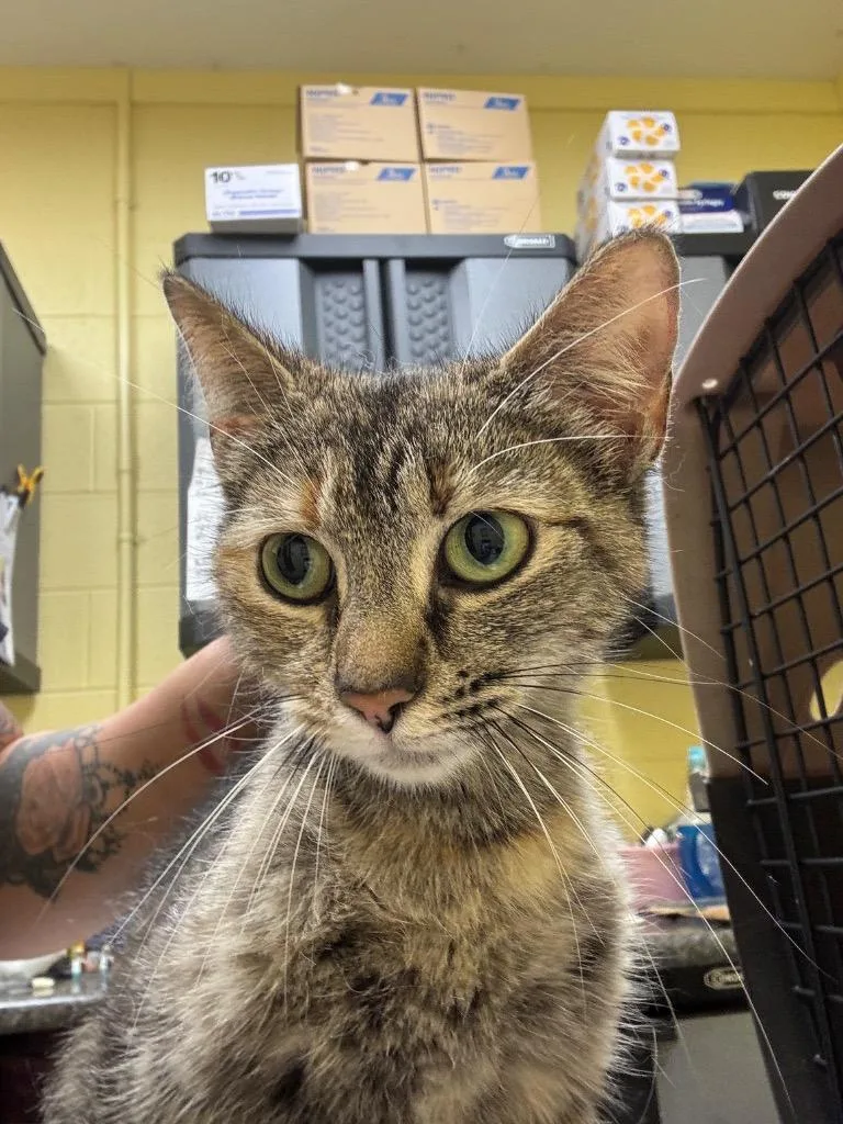 A young small-sized female Domestic Short Hair cat named Shiloh for adoption in Crossville, TN