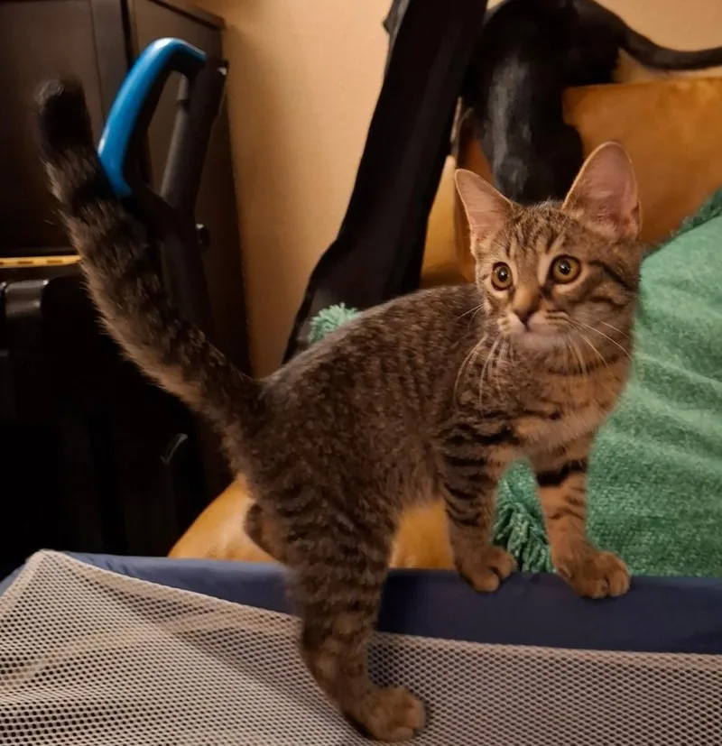 A baby small-sized male Tabby (Brown / Chocolate) Domestic Short Hair cat named Acorn for adoption in Indianapolis, IN