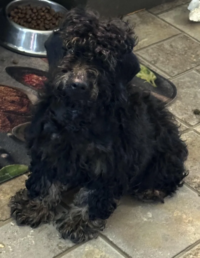 A baby small-sized male Cockapoo dog named Tucker for adoption in Zanesville, OH