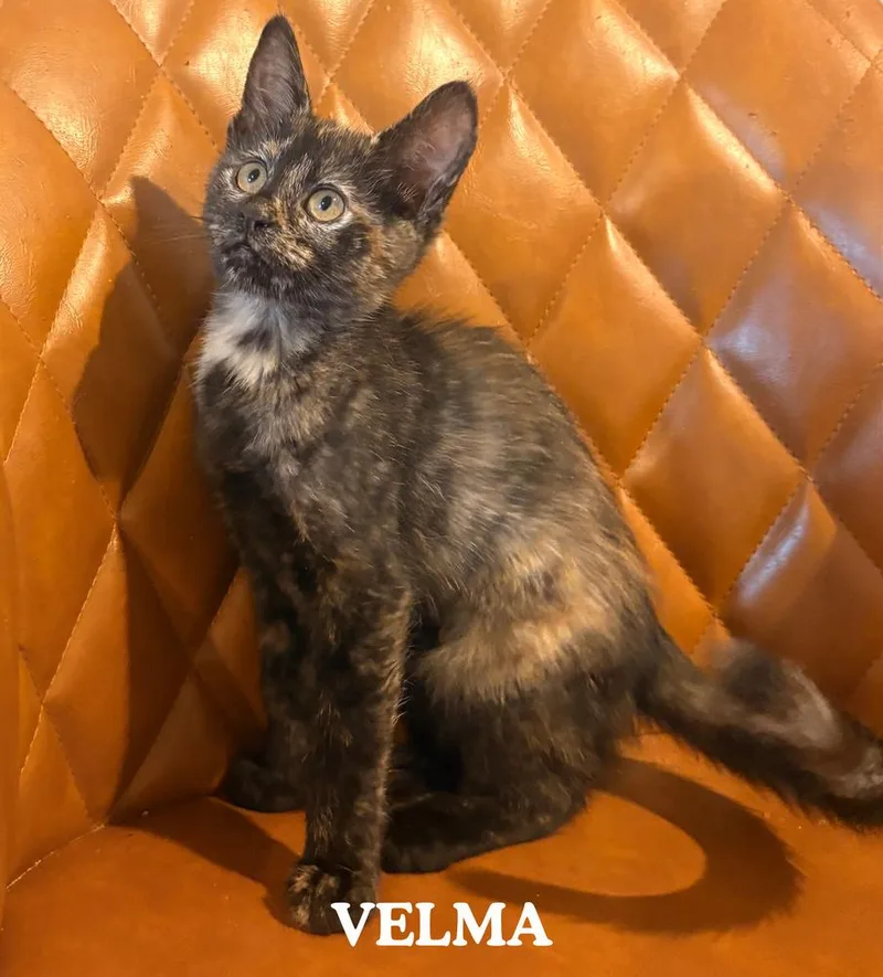 A baby small-sized female Brown / Chocolate Domestic Medium Hair cat named Velma for adoption in Mooresville, NC