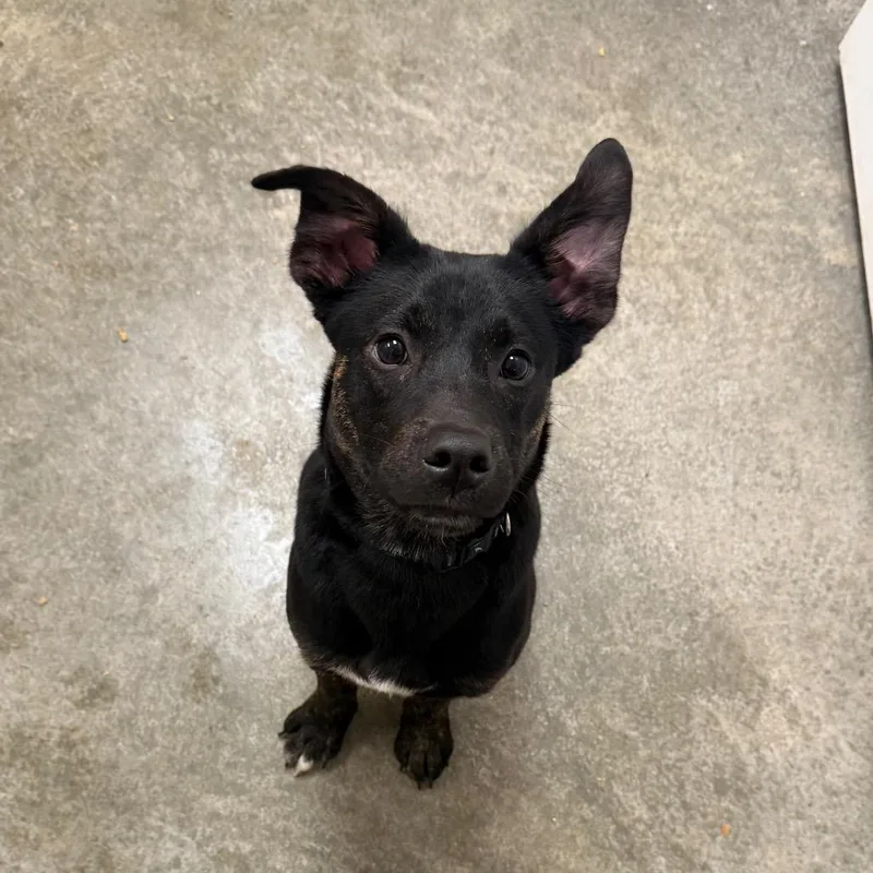 A young medium-sized male Brindle Rottweiler dog named Montana for adoption in Muncie, IN