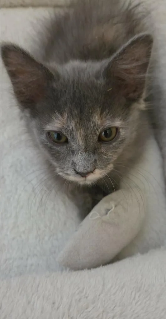 A baby medium-sized female Domestic Long Hair cat named Stormi for adoption in Salt Lake City, UT