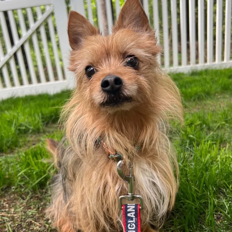 A senior small-sized male Gray / Blue / Silver Yorkshire Terrier dog named Brady for adoption in Pelham, NH