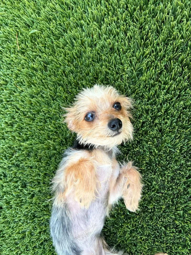 A young small-sized male Bicolor Yorkshire Terrier dog named Woody for adoption in Las Vegas, NV