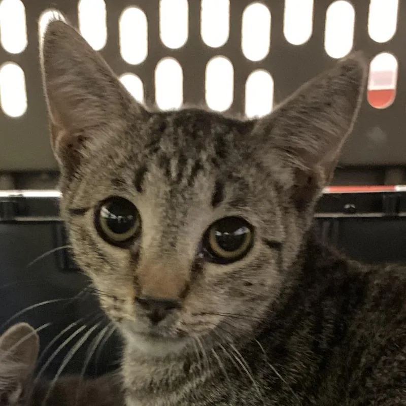 A baby small-sized male Brown / Chocolate Domestic Short Hair cat named Limerick for adoption in Lynchburg, VA