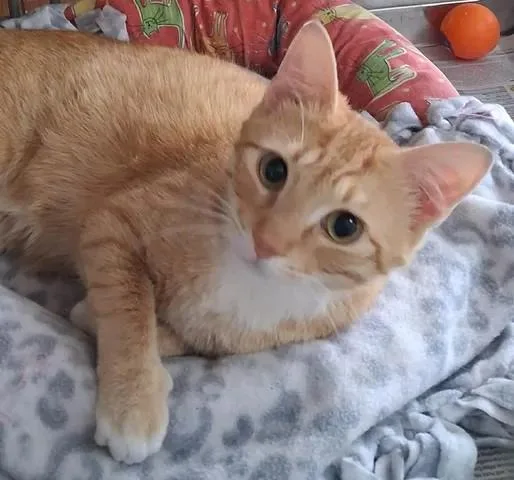 A young medium-sized male Orange & White Domestic Short Hair cat named Jesse for adoption in Greenville, NC