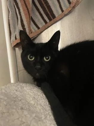 An adult medium-sized male Domestic Short Hair cat named Fernando for adoption in Westland, MI