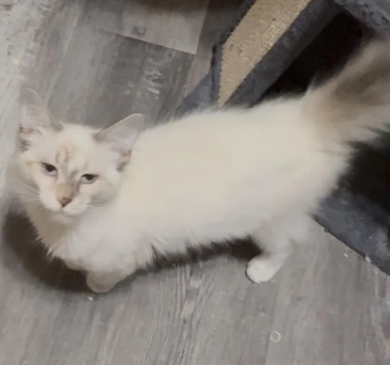 A baby medium-sized female Siamese cat named Winnie for adoption in Cuyahoga Falls, OH